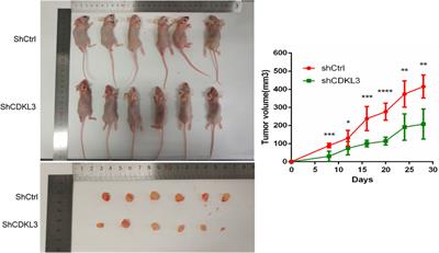 CDKL3 is a promising biomarker for diagnosis and prognosis prediction in patients with hepatocellular carcinoma